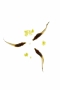 FISH_3_MARIA_CRISTINA_ANELLI