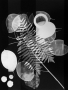 OZ_Meris Angioletti, D-76, Fossil, 2017-2018, gelatin silver photograms transferred on photo paper, 45X60 cm Courtesy Otto Zoo_07a