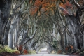 The-dark-hedges,-Armoy-copia