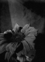 4_girasole_2017-copia
