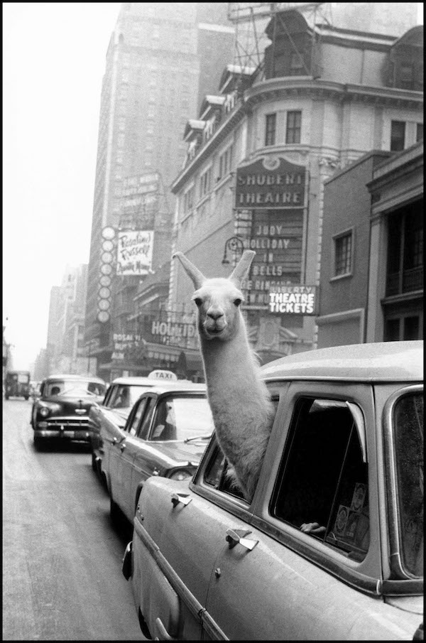 Inge Morath Un lama a Times Square New York 1957 copia 600 1 - Milano Photofestival